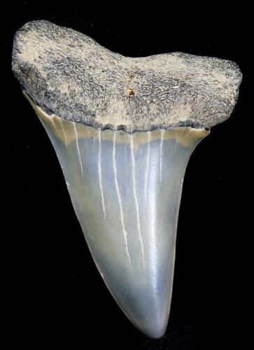 Fossil Mako Tooth - Maryland #29892